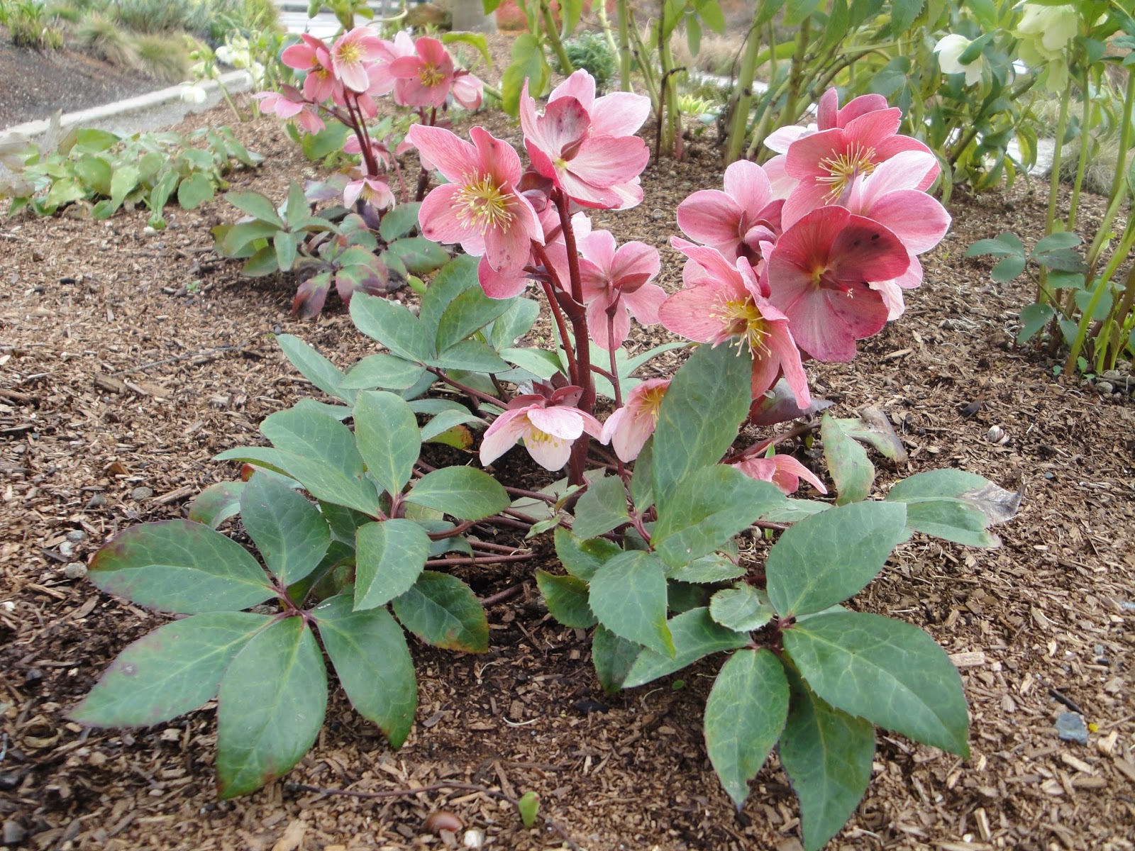 Pink Frost hellebore